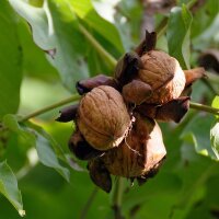 Walnuss Seifersdorfer Runde Hochstamm | 10-12cm Stammumfang