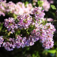 Wechselblättriger Sommerflieder 80-100cm