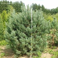 Silber-Kiefer Watereri  Solitär 175-200cm mit Ballen