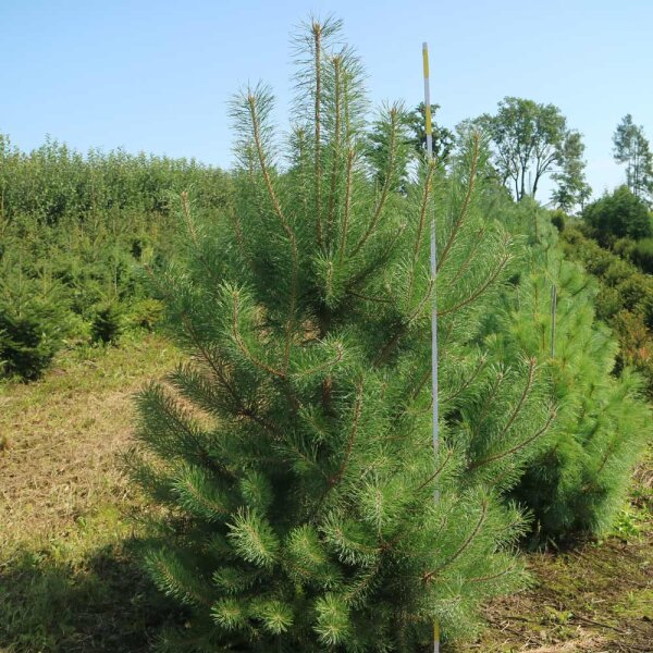 Österreichische Schwarz-Kiefer 200-250cm Solitär mit Ballen