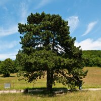 Österreichische Schwarz-Kiefer 200-250cm...