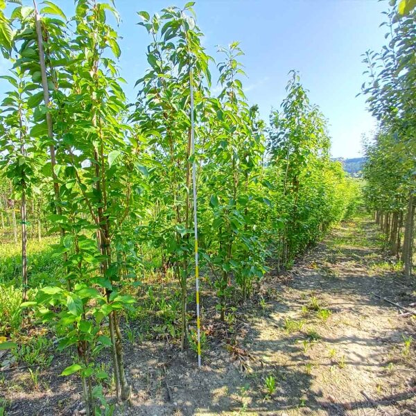 Säulenzierkirsche Amanogawa Solitär 150-200cm am Ballen