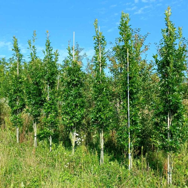 Kugelsumpfeiche Green Pillar 250-300cm Solitär Heister mit Ballen