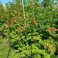 Gewöhnlicher Schneeball 150-200cm Solitär...