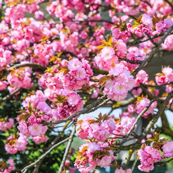 Hohe Nelkenkirsche Kanzan Halbstamm am Ballen 16/18