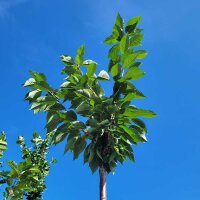Hohe Nelkenkirsche Kanzan Halbstamm am Ballen 16/18