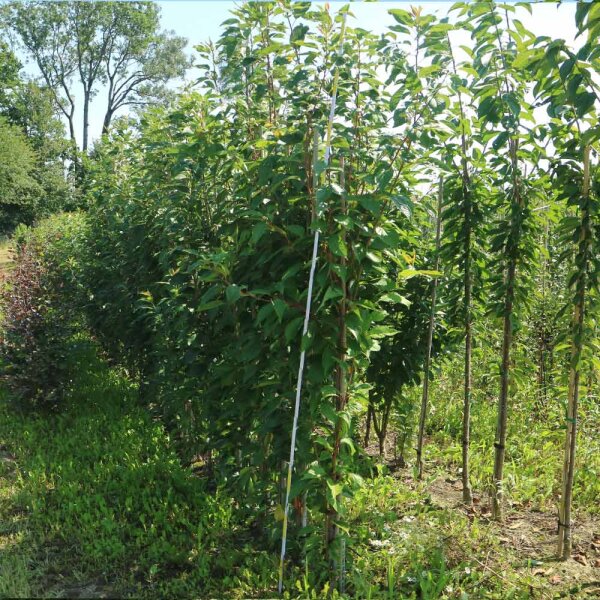 Säulenzierkirsche Amanogawa Solitär 200-250cm am Ballen