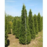 Thuja Smaragd Solitär 250-275cm am Ballen