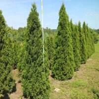 Thuja Smaragd Solitär 225-250cm am Ballen