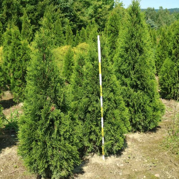 Thuja Smaragd 125-150cm am Ballen