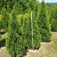 Thuja Smaragd 125-150cm am Ballen