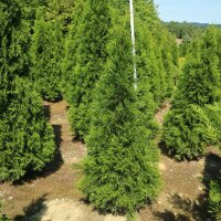Thuja Smaragd 125-150cm am Ballen
