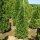 Thuja Smaragd 125-150cm am Ballen