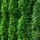 Thuja Smaragd 125-150cm am Ballen