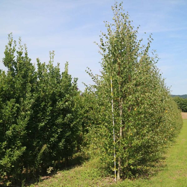 Himalaya- Birke 350-400cm Solitär am Ballen