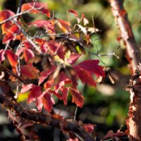 Zimt-Ahorn 100-125cm am Ballen