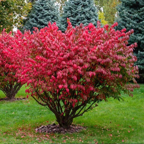 Korkflügelstrauch Compactus 60-80cm am Ballen