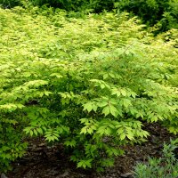 Korkflügelstrauch Compactus 60-80cm am Ballen