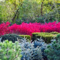 Korkflügelstrauch Compactus 60-80cm am Ballen