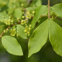 Korkflügelstrauch Compactus 60-80cm am Ballen