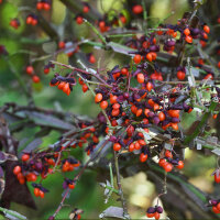 Korkflügelstrauch Compactus 60-80cm am Ballen
