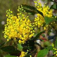 Mahonie 150-175cm Solitär am Ballen