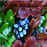 Mahonie 150-175cm Solitär am Ballen