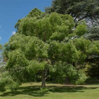 Schnurbaum Hochstamm | 8-10cm Stammumfang am Ballen