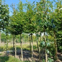 Hainbuche Hochstamm | 12-14cm Stammumfang am Ballen