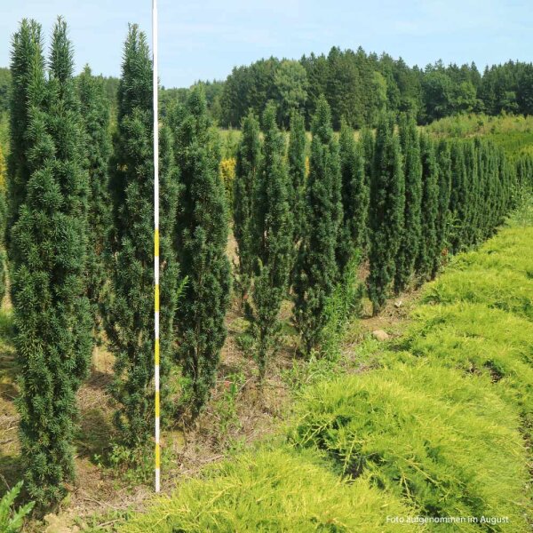 Grüne Zwerg-Fadenzypresse 60-80cm am Ballen