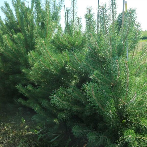 Wald-Kiefer 150-175cm Solitär mit Ballen