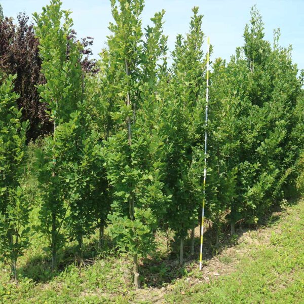 Säulen-Eiche Fastigiata Koster 250-300cm Solitär am Ballen