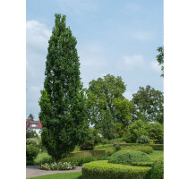 Säulen-Eiche Fastigiata Koster 250-300cm...