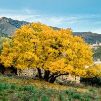 Französischer Ahorn Halbstamm | Stammumfang 4-6cm