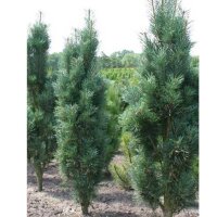 Säulen-Schwarzkiefer Solitär 175-200cm am Ballen