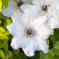 Clematis Miss Bateman 70+cm im C2