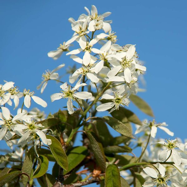 Kupfer Felsenbirne Ballerina 150-175cm Solitär am Ballen