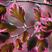 Rot-Buche Roseomarginata 300-350cm Solitär am Ballen