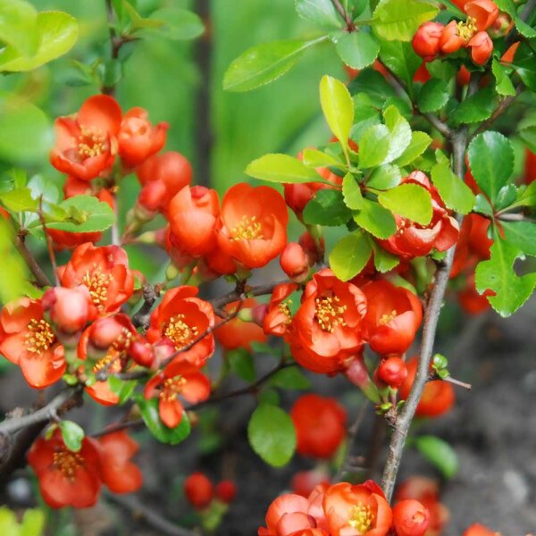 Japanische Zierquitte 60-80cm im Topf