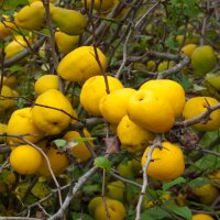 Japanische Zierquitte 60-80cm im Topf