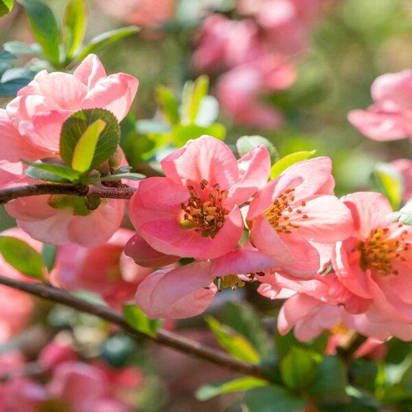 Japanische Zierquitte Pink Lady 60-80cm im Topf