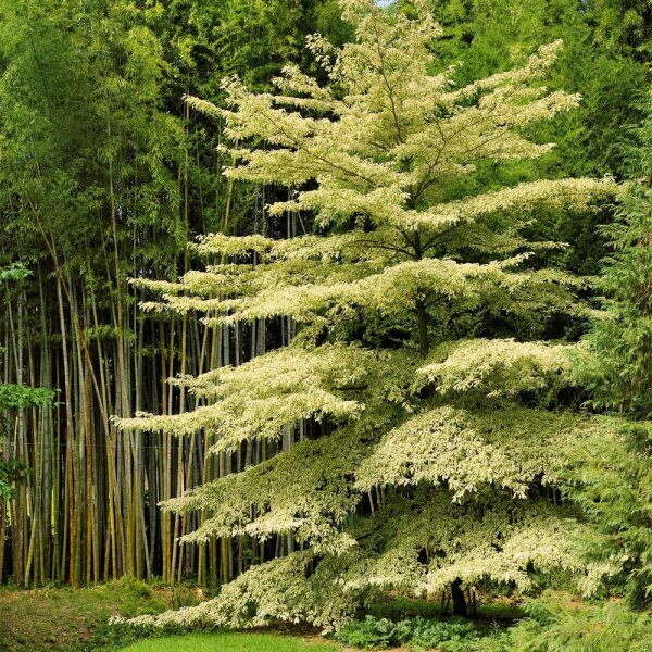 Pagoden-Hartriegel  Variegata 150-175cm Solitär am Ballen