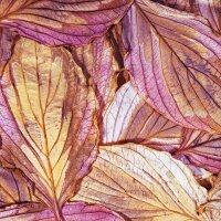 Pagoden-Hartriegel  Variegata 150-175cm Solitär am Ballen