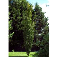 Säulen-Pappel Italica 150-200cm am Ballen