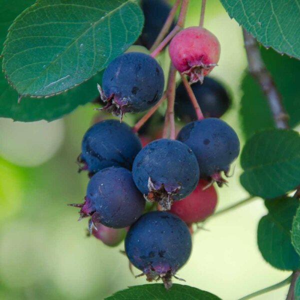 Erlenblättrige Felsenbirne Greatberry Fruity 80-100cm am Ballen