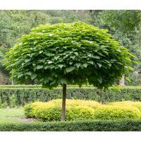 Kugel-Trompetenbaum Nana Stammhöhe 90cm im 12l Topf