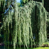 Hängende Blauzeder Glauca Pendula 150-175cm im C12