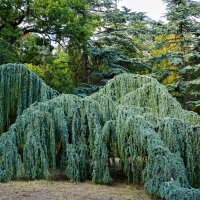 Hängende Blauzeder Glauca Pendula 150-175cm im C12