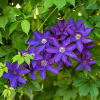 Clematis The President 60+cm im C2