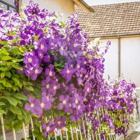 Clematis The President 60+cm im C2